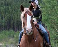 mounted-patrol-draft-horse