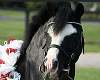 great-disposition-quarter-pony