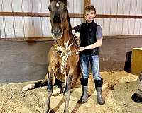 dun-hunt-seat-equitation-pony
