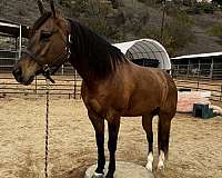 aqha-quarter-pony