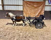 driving-mini-gelding