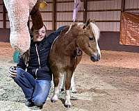 beginner-miniature-pony