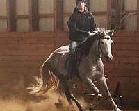 performance-andalusian-welsh-cob-horse