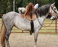 performance-stallion-andalusian-horse