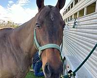 polo-thoroughbred-horse