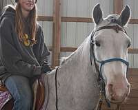 grey-andalusian-gelding