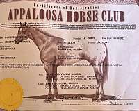 husband-safe-appaloosa-horse