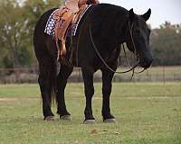 western-riding-draft-horse