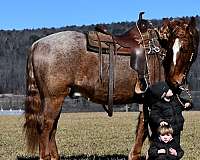 calf-roping-draft-horse