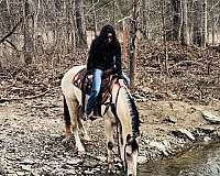 trail-riding-american-cream-horse