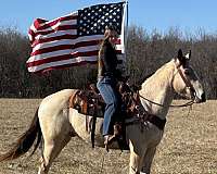 western-riding-american-cream-horse