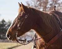 rabicano-quarter-horse