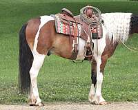 tobiano-white-horse
