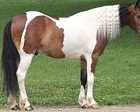 athletic-paint-horse