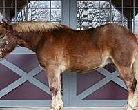 aqha-gelding-quarter-horse