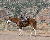 gentle-mule-quarter-horse
