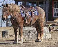 auction-quarter-horse