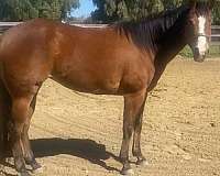 aqha-mare-quarter-horse