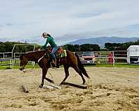 beginner-novice-quarter-horse