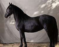 western-riding-friesian-horse