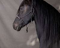 solid-black-friesian-horse