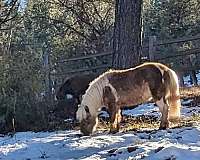 ridden-western-pony