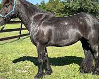 draft-horse-for-sale