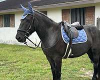 hunter-draft-horse