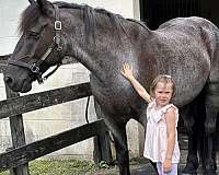 ranch-draft-horse