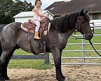 cross-draft-horse