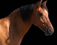 ranch-pleasure-friesian-horse