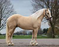 classical-american-cream-horse
