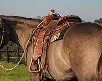 trail-safe-american-cream-horse