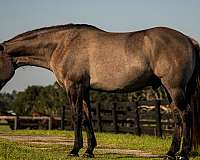 rare-american-cream-horse