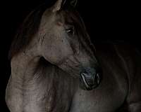 beginner-safe-kid-pony-american-cream-horse