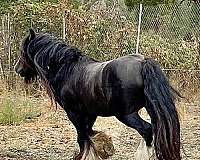 black-homozygous-horse