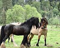 black-stallion-horse