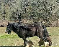 homozygous-stallion