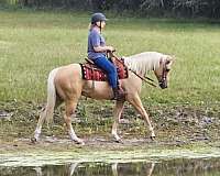 quarter-horse-gelding