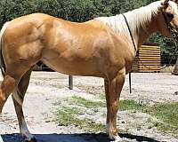 palomino-palomino-quarter-horse