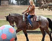 ranch-pony-quarter