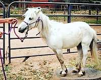 clinton-anderson-miniature-horse