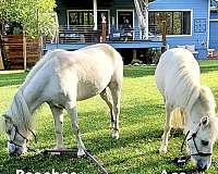 all-ages-miniature-horse