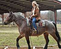 trail-pony-quarter