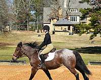 well-trained-quarter-pony