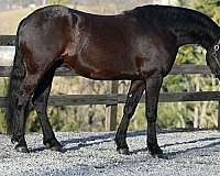 equitation-friesian-horse