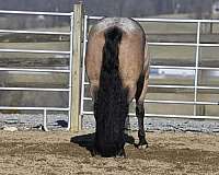 roan-quarter-horse-gelding