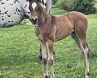 appaloosa-blanket-w-small-spots-horse