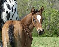 appaloosa-weanling-horse