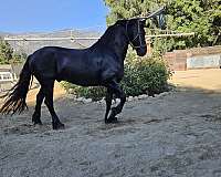 gelding-friesian-horse